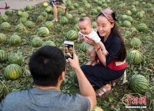 吃瓜中心图片,一场视觉盛宴的幕后故事